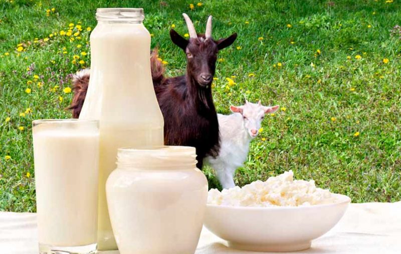 lactosa leche cabra intolerancia alergia alimenticia