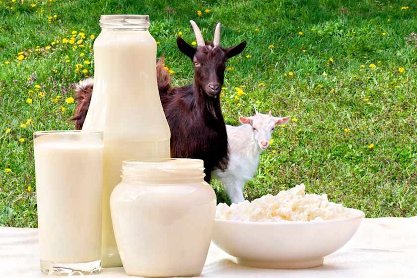 Propiedades de la leche de cabra - Lactosa