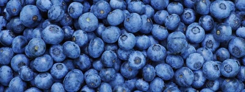 alimentos para el cerebro arandanos