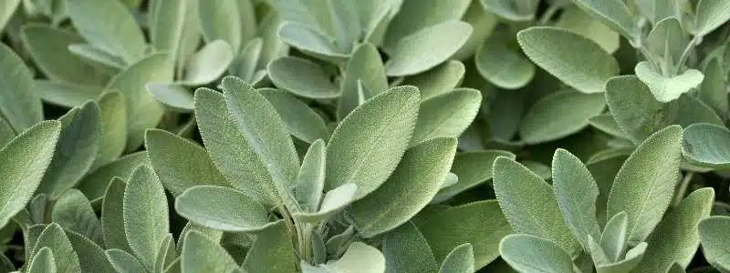 alimentos para el cerebro bogota nutricion salvia